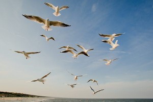 Usedom – Insel der Vielfältigkeit