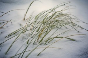 Usedom im Winter
